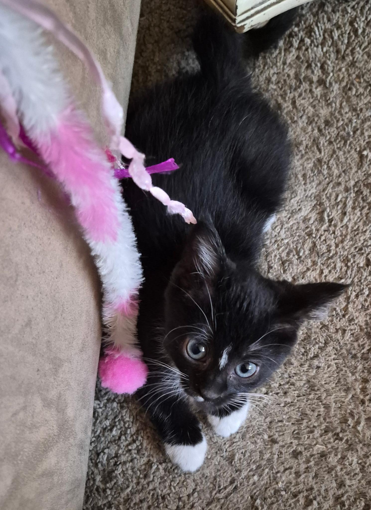 Socks, ADOPTABLE, Kitten Female Tuxedo.