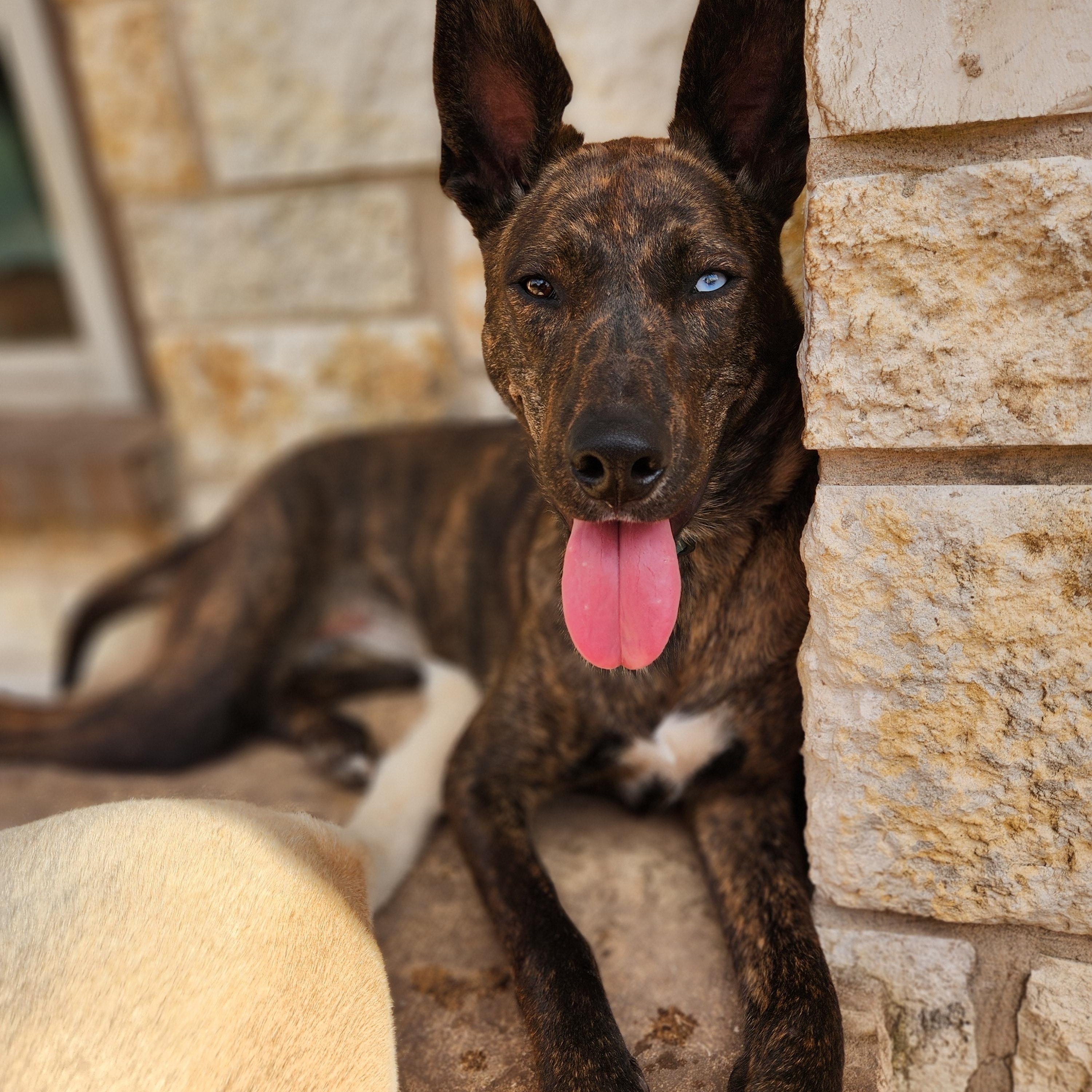 Callie, ADOPTABLE, Adult Female Dutch Shepherd.