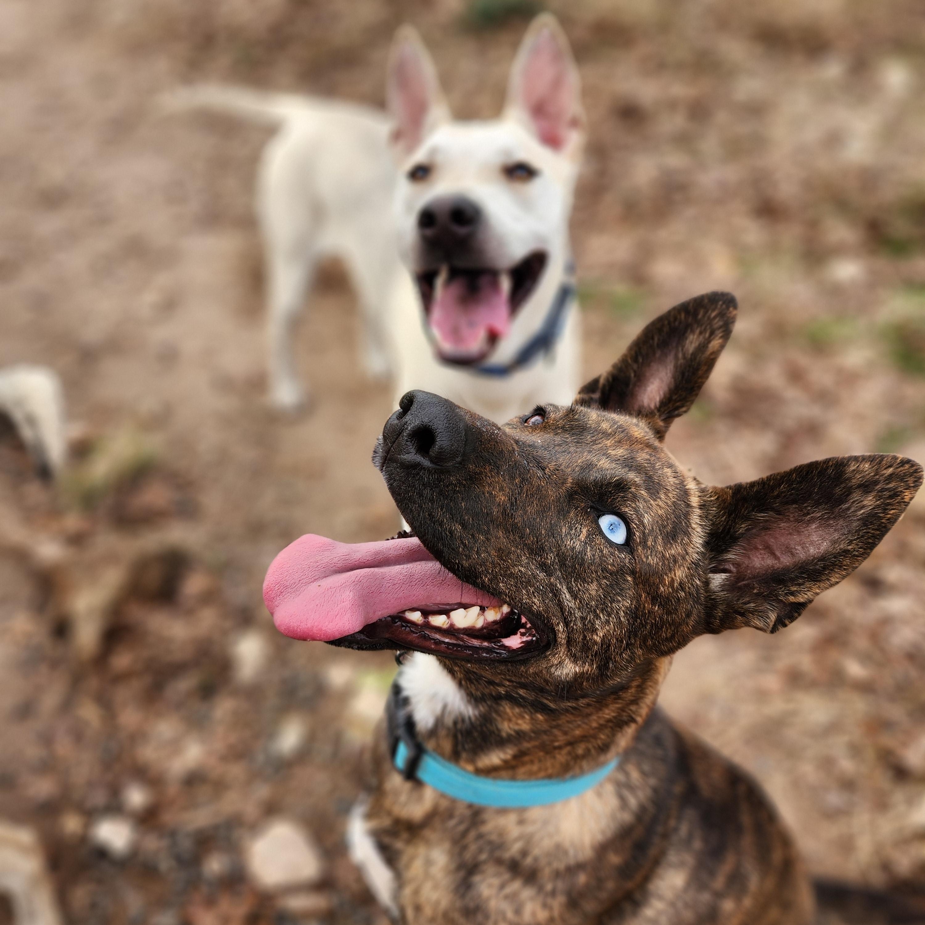 Enlarge Callie, a ADOPTABLE mixed breed in Killeen, TX image 5/6