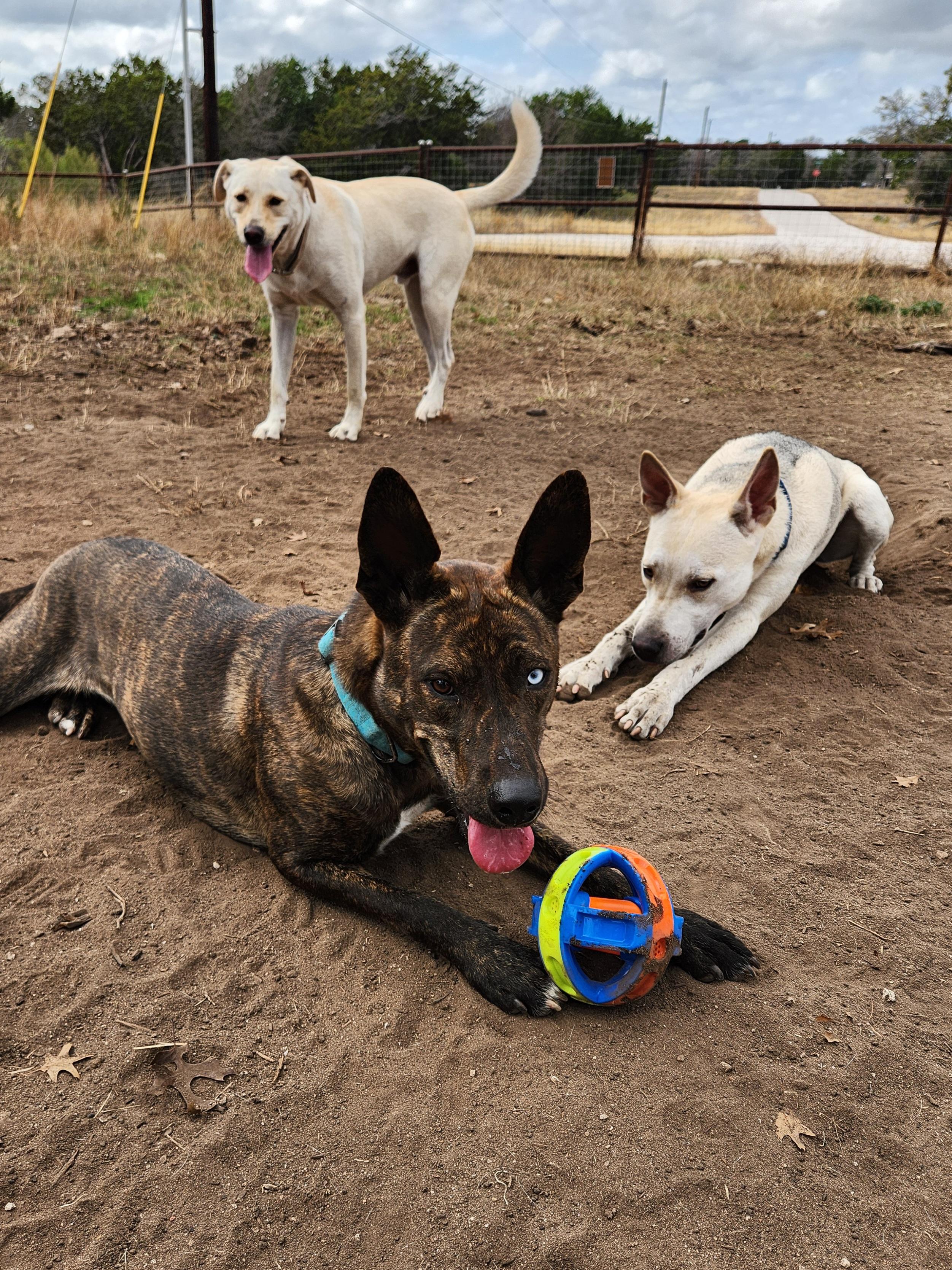 Enlarge Callie, a ADOPTABLE mixed breed in Killeen, TX image 3/6
