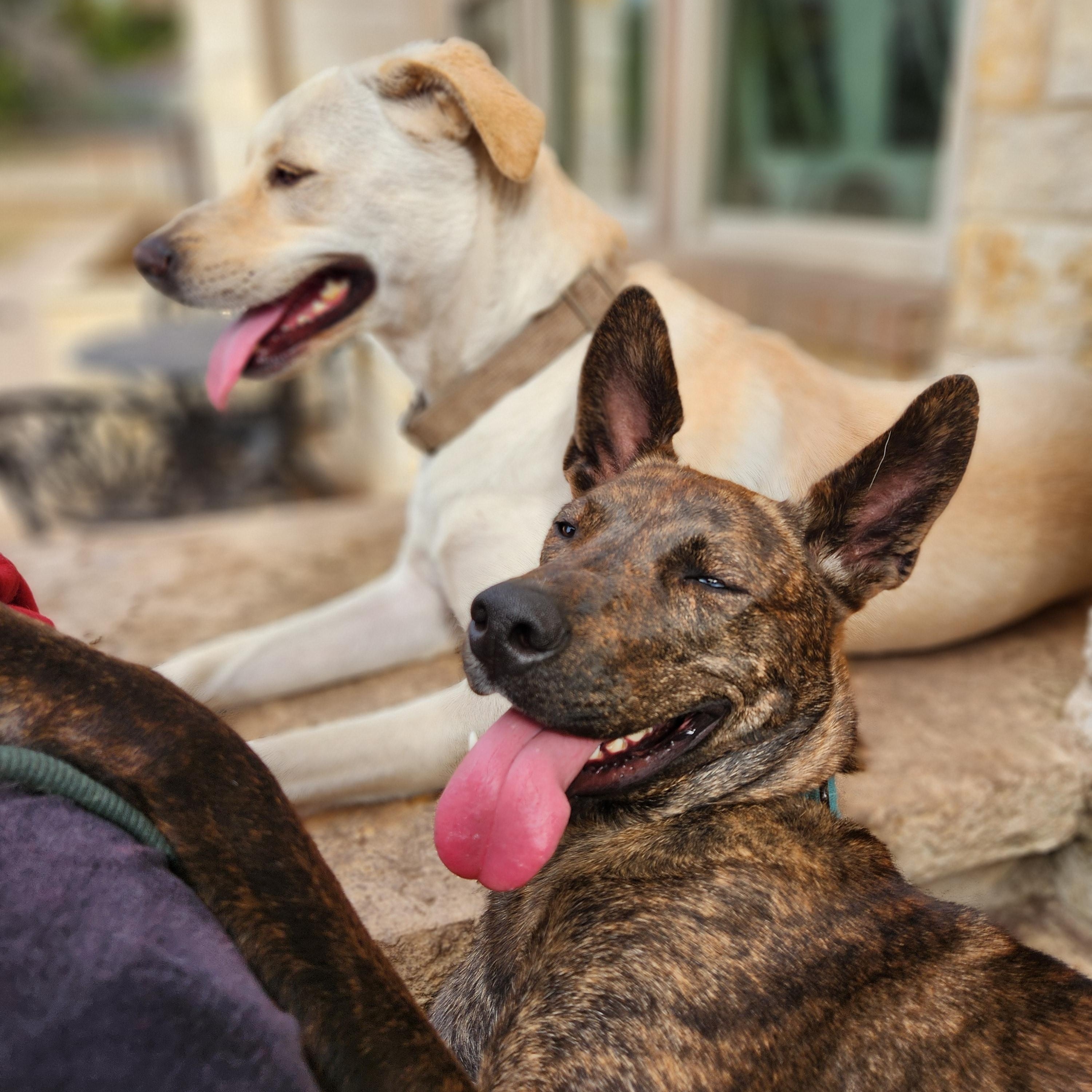 Enlarge Callie, a ADOPTABLE mixed breed in Killeen, TX image 4/6
