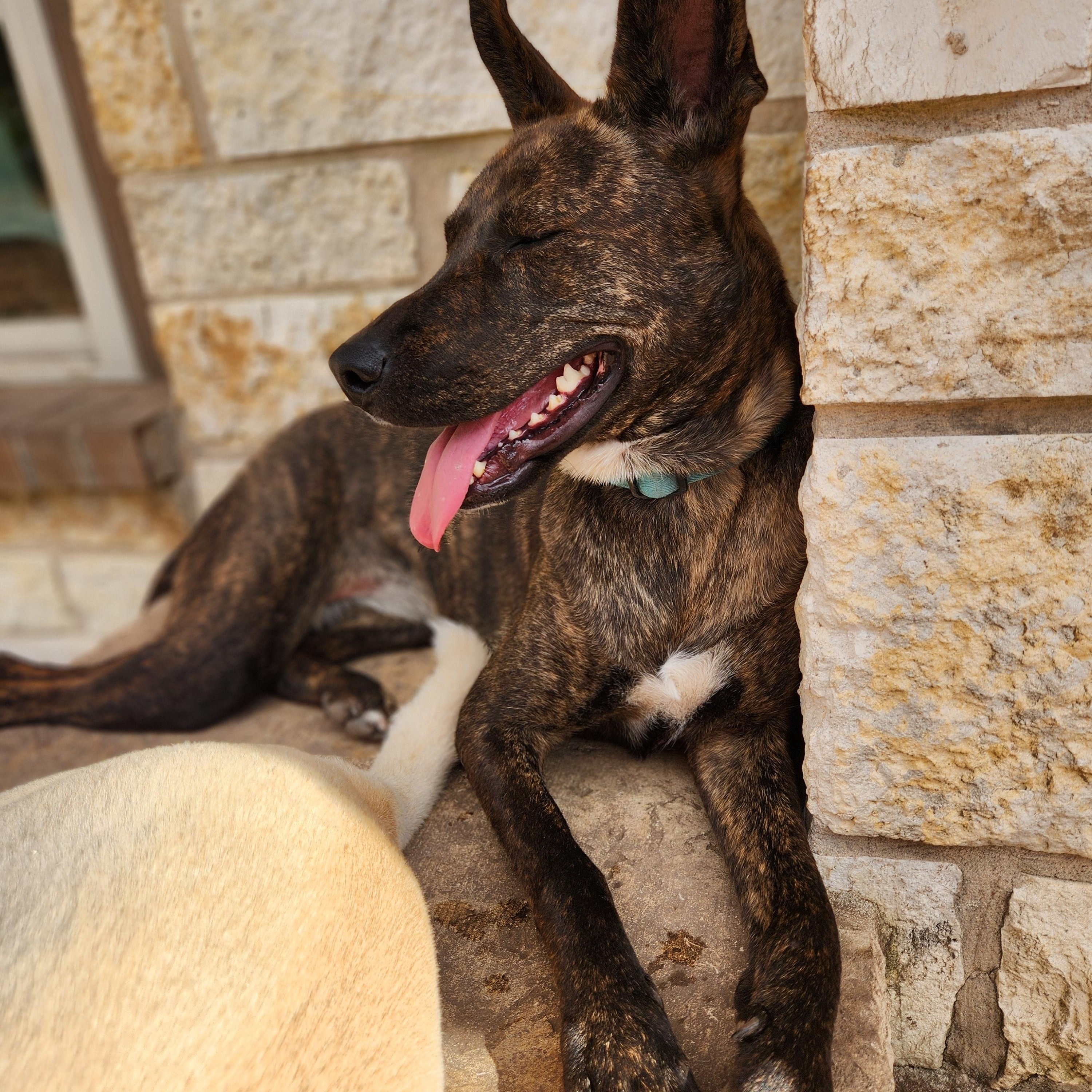 Enlarge Callie, a ADOPTABLE mixed breed in Killeen, TX image 6/6