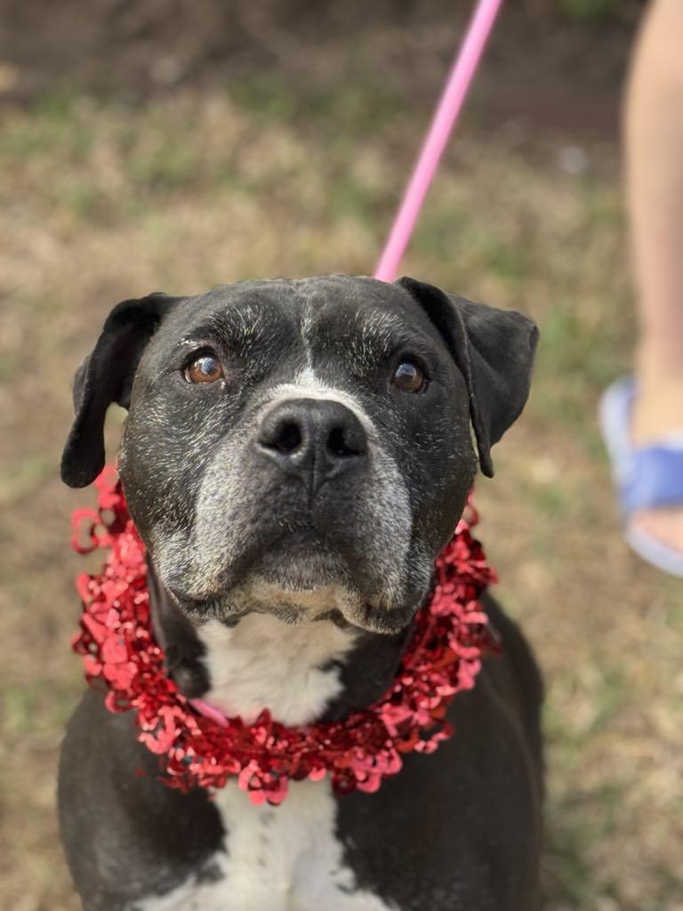 Enlarge King, a Adoptable mixed breed in Nampa, ID image 4/6