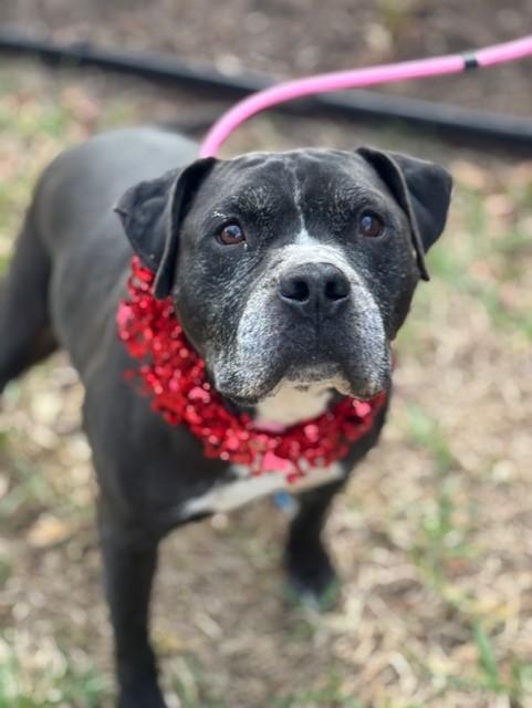 Enlarge King, a Adoptable mixed breed in Nampa, ID image 1/6