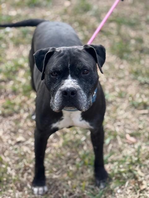 Enlarge King, a Adoptable mixed breed in Nampa, ID image 6/6