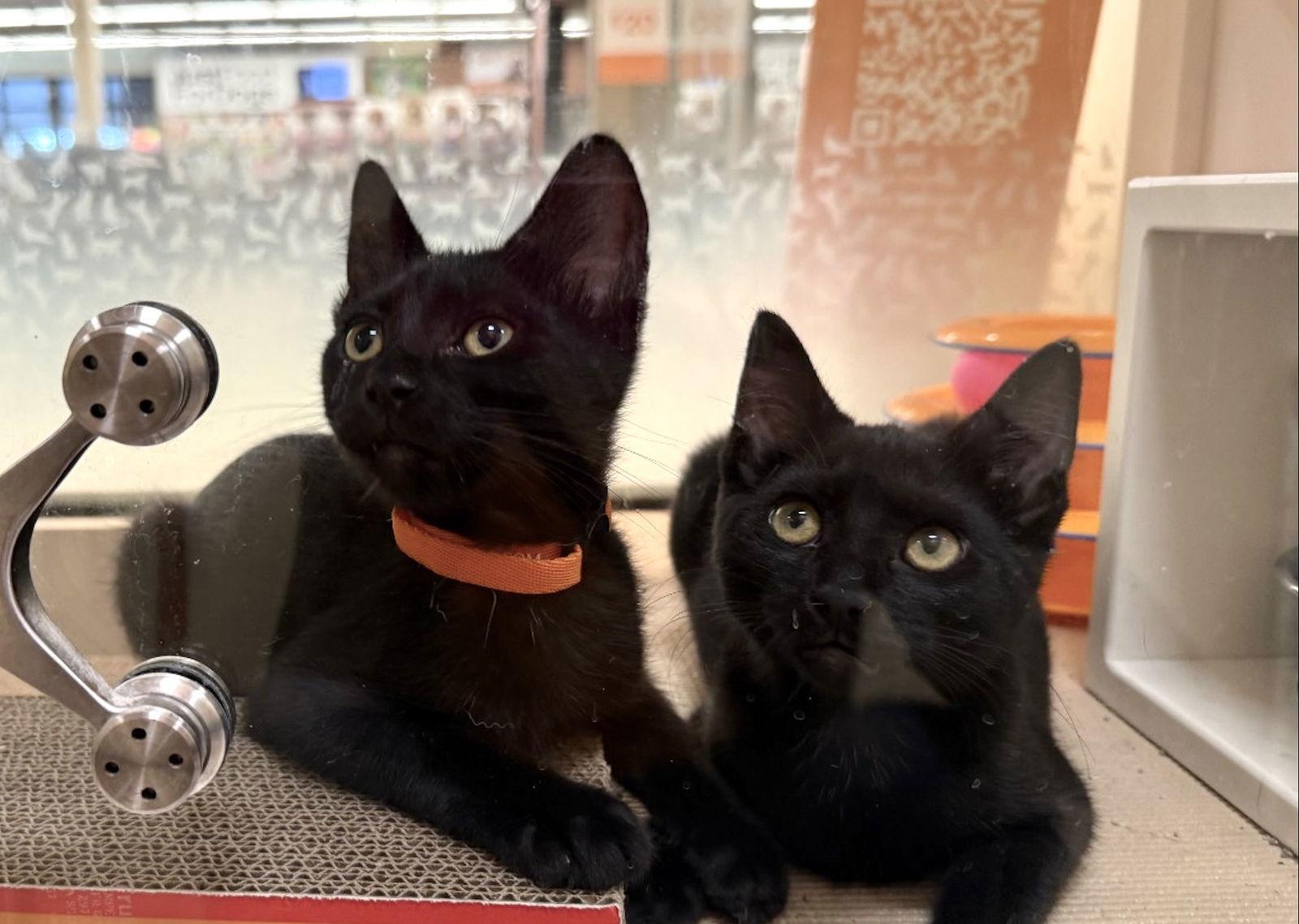 Purrdy (bonded with Kittle), a Adopted Domestic Short Hair in Oakland, CA image 1/2