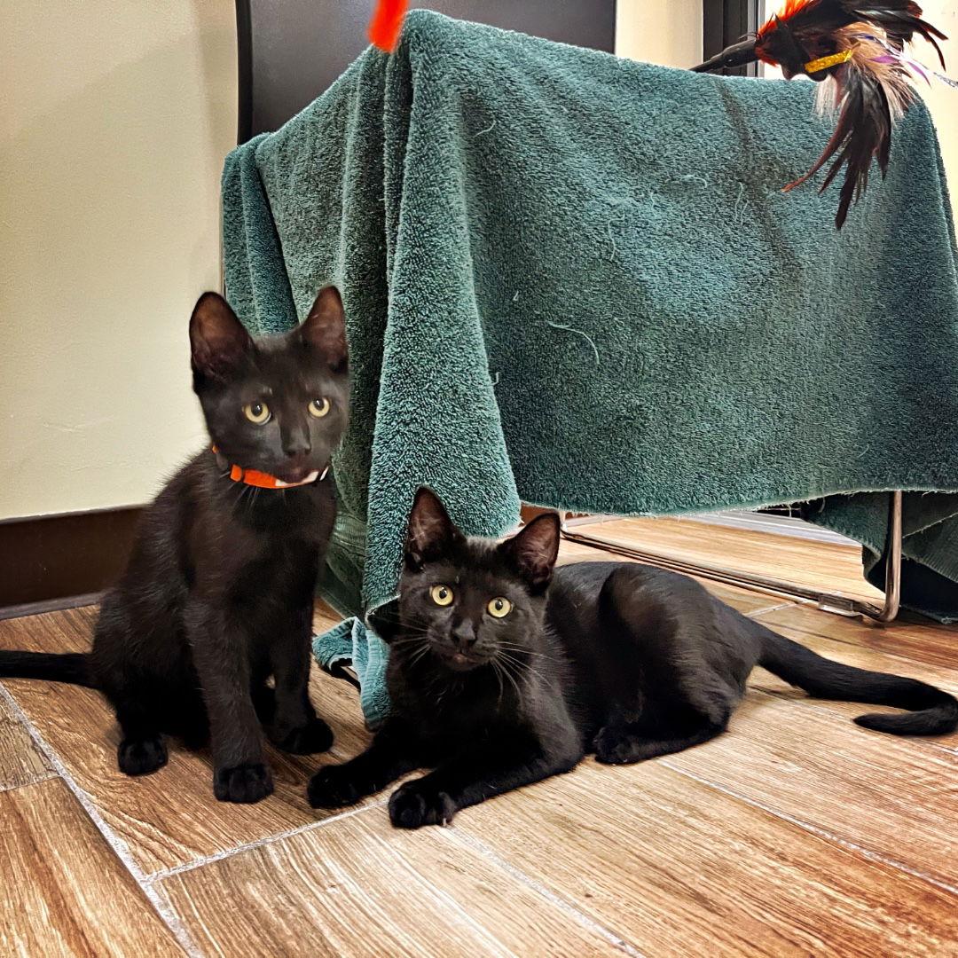 Purrdy (bonded with Kittle), a Adopted Domestic Short Hair in Oakland, CA image 2/2