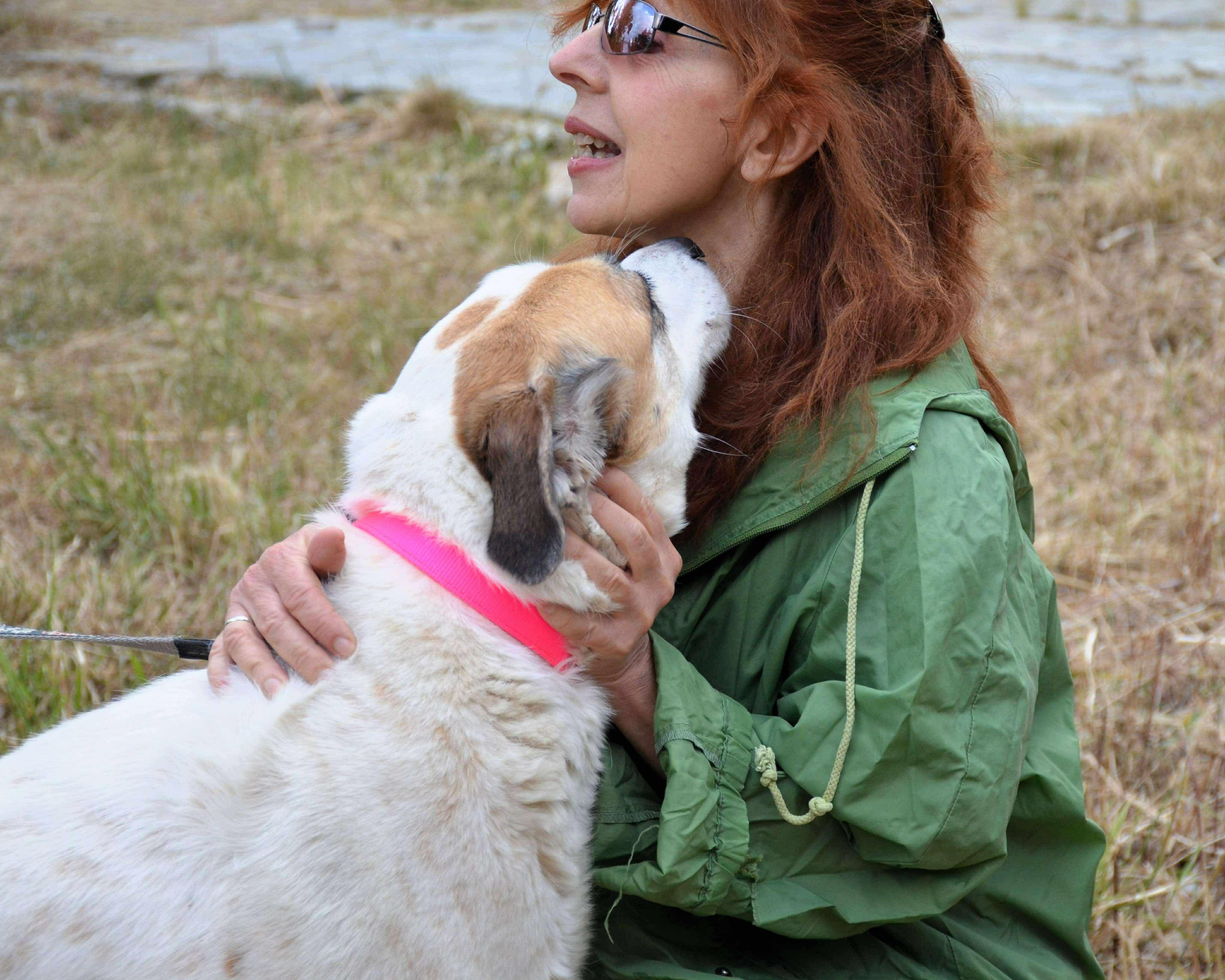 Enlarge Lena, a Adoptable mixed breed in Scarborough, ON image 1/5