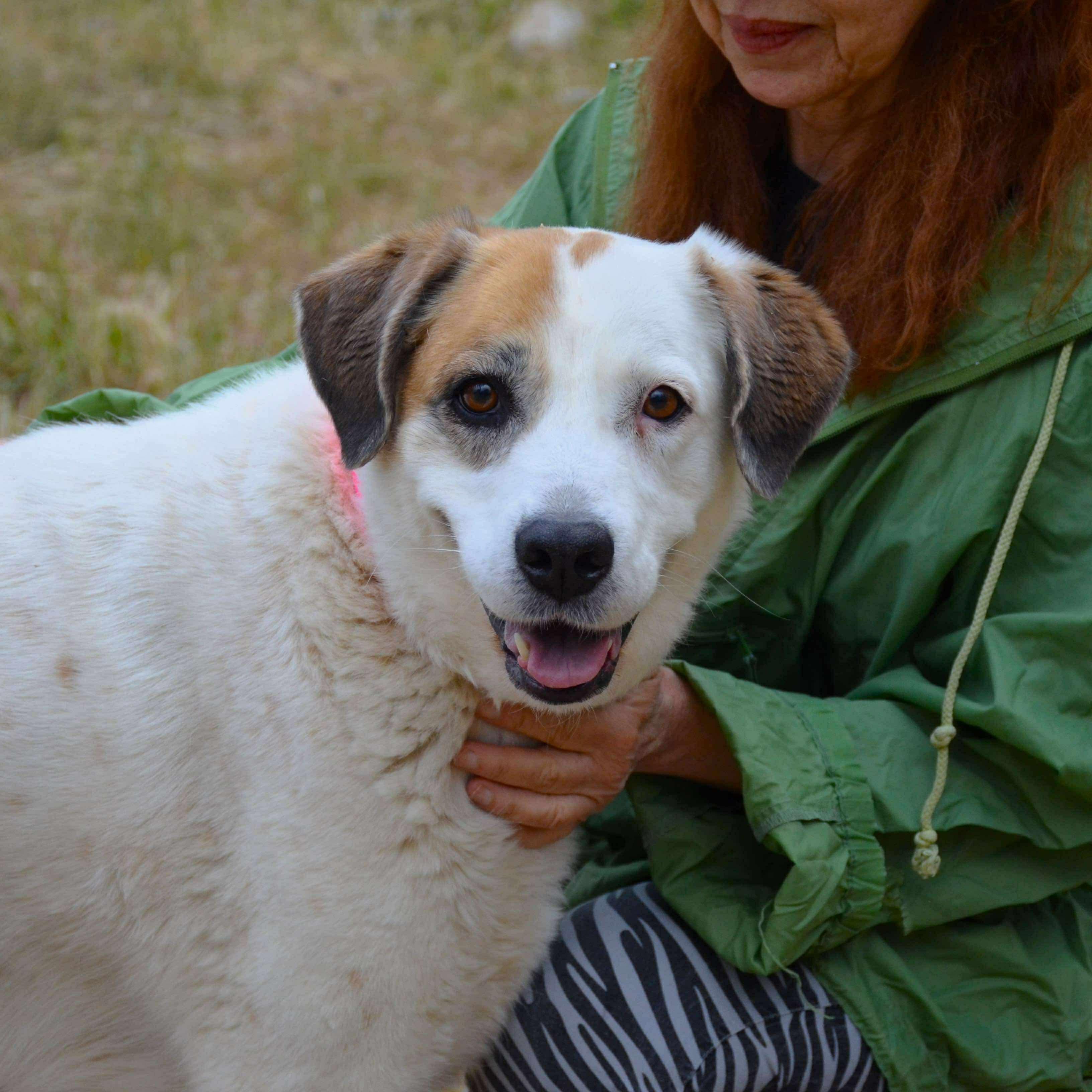 Enlarge Lena, a Adoptable mixed breed in Scarborough, ON image 2/5