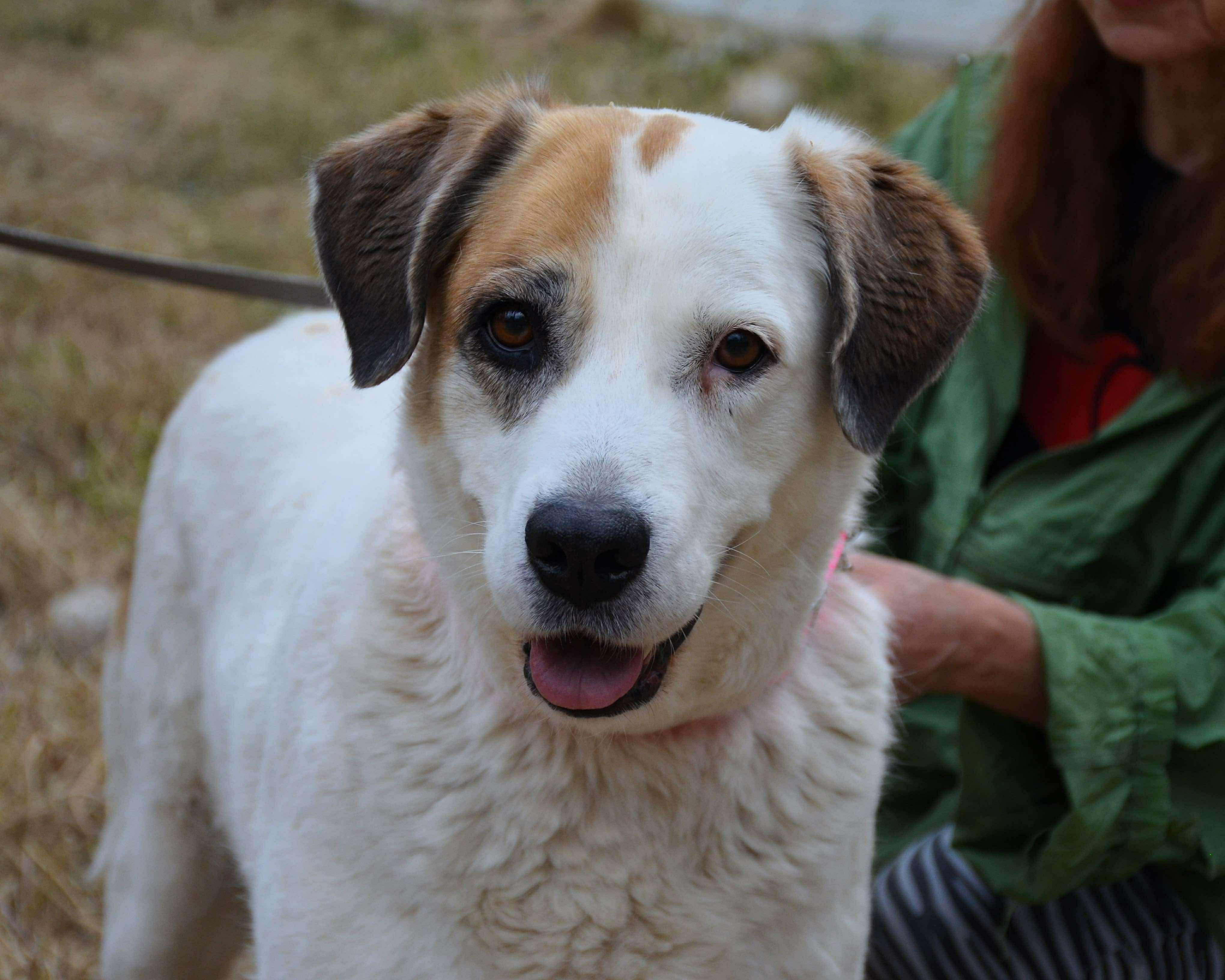 Enlarge Lena, a Adoptable mixed breed in Scarborough, ON image 3/5