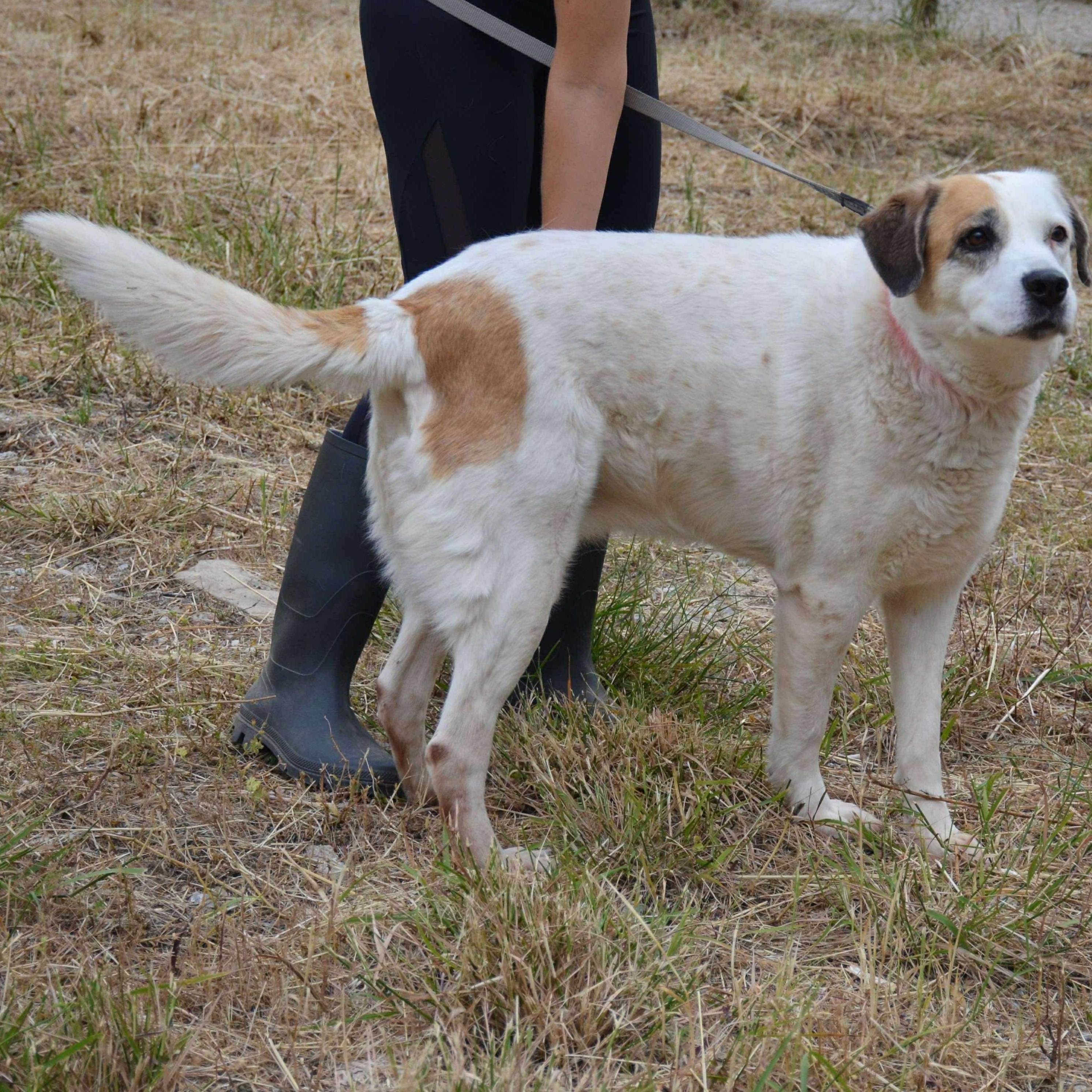 Enlarge Lena, a Adoptable mixed breed in Scarborough, ON image 4/5