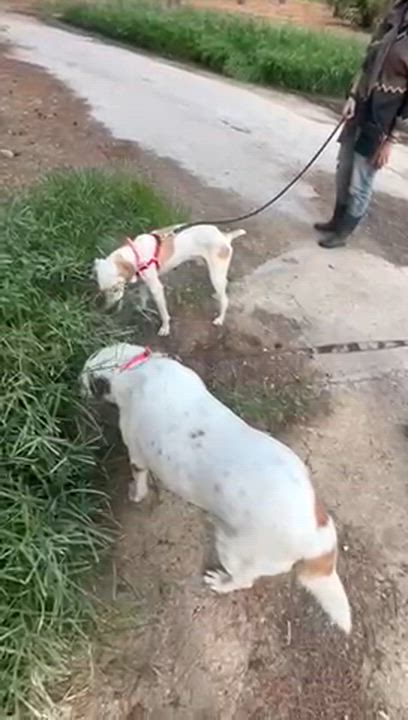 Enlarge Lena, a Adoptable mixed breed in Scarborough, ON video 5/5