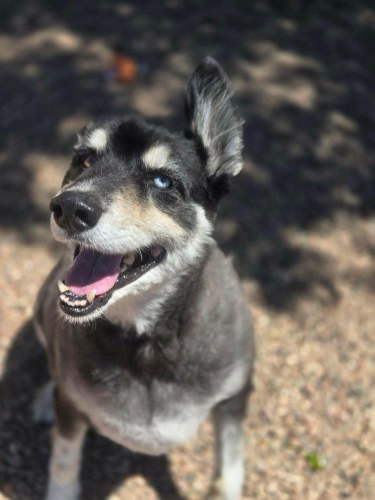 Tundra, Adoptable, Senior Female Husky.