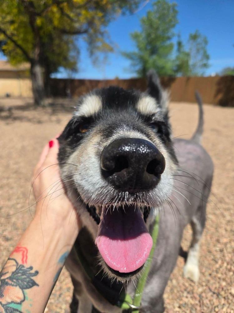 Enlarge Tundra, a Adoptable mixed breed in Aurora, CO image 2/5