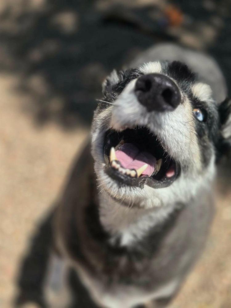 Enlarge Tundra, a Adoptable mixed breed in Aurora, CO image 3/5