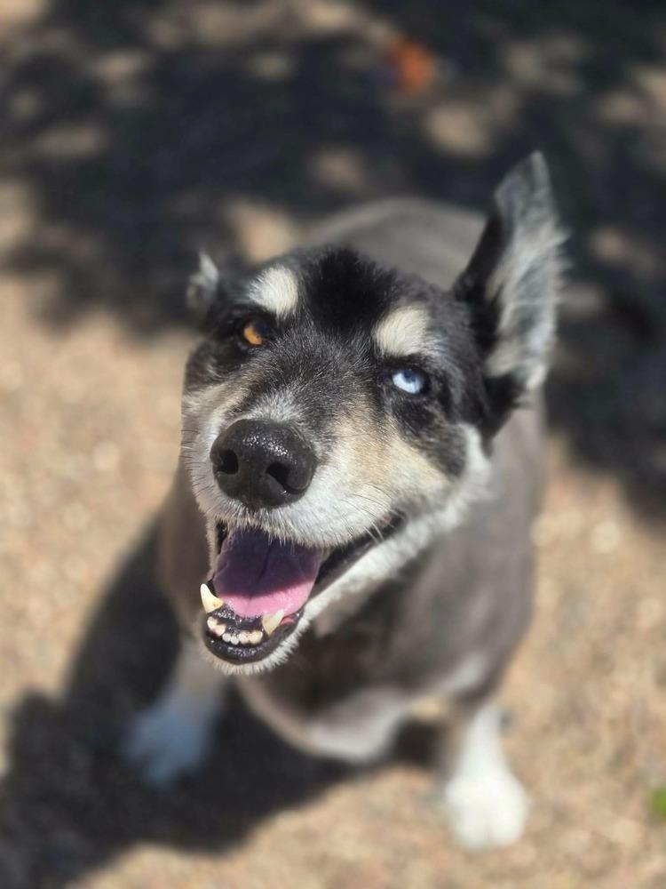 Enlarge Tundra, a Adoptable mixed breed in Aurora, CO image 5/5