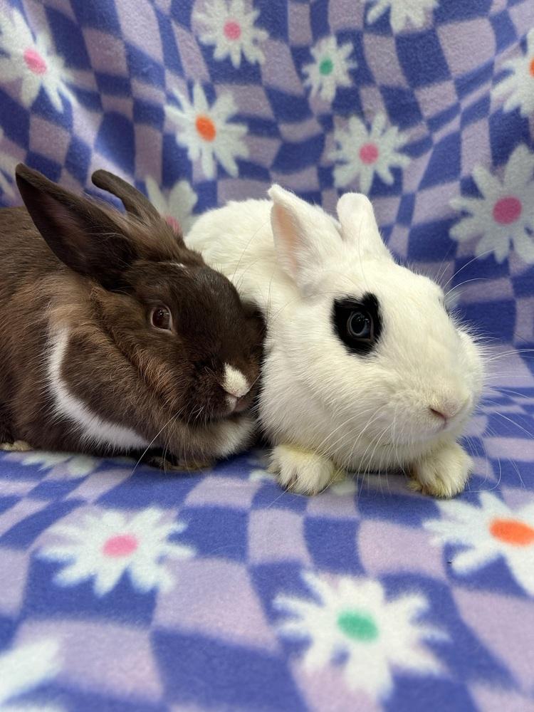 Sloane (Bonded to Stella), Adoptable, Adult Female Dutch.