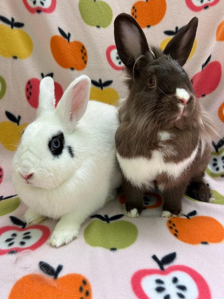 Enlarge Sloane (Bonded to Stella), a Adoptable mixed breed in Gainesville, FL image 2/6