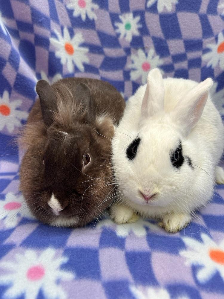 Enlarge Sloane (Bonded to Stella), a Adoptable mixed breed in Gainesville, FL image 3/6