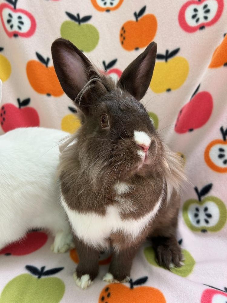 Sloane (Bonded to Stella), Adoptable, Adult Female Dutch.
