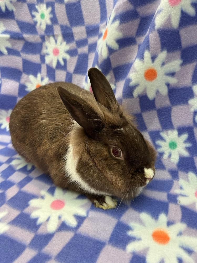 Enlarge Sloane (Bonded to Stella), a Adoptable mixed breed in Gainesville, FL image 6/6