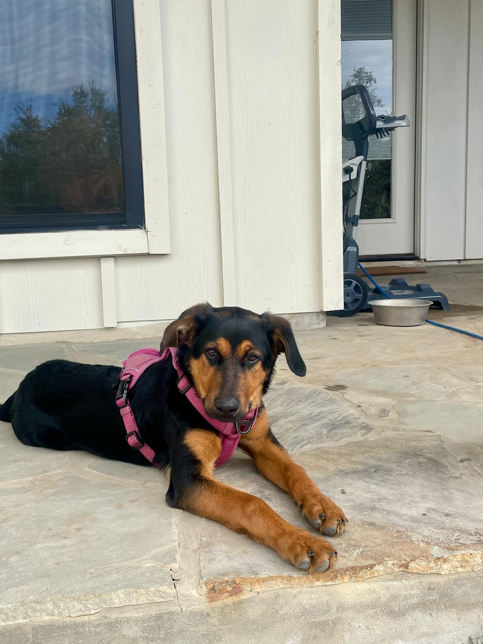Dog for adoption - Ruby, a Rottweiler & Doberman Pinscher Mix in San ...
