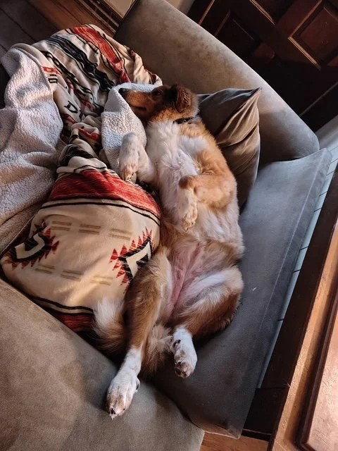 Lulu, Adoptable, Adult Female Collie.