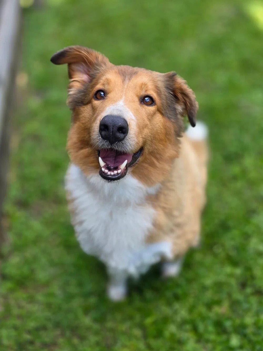 Enlarge Lulu, a Adoptable Collie in Dublin, OH image 2/2