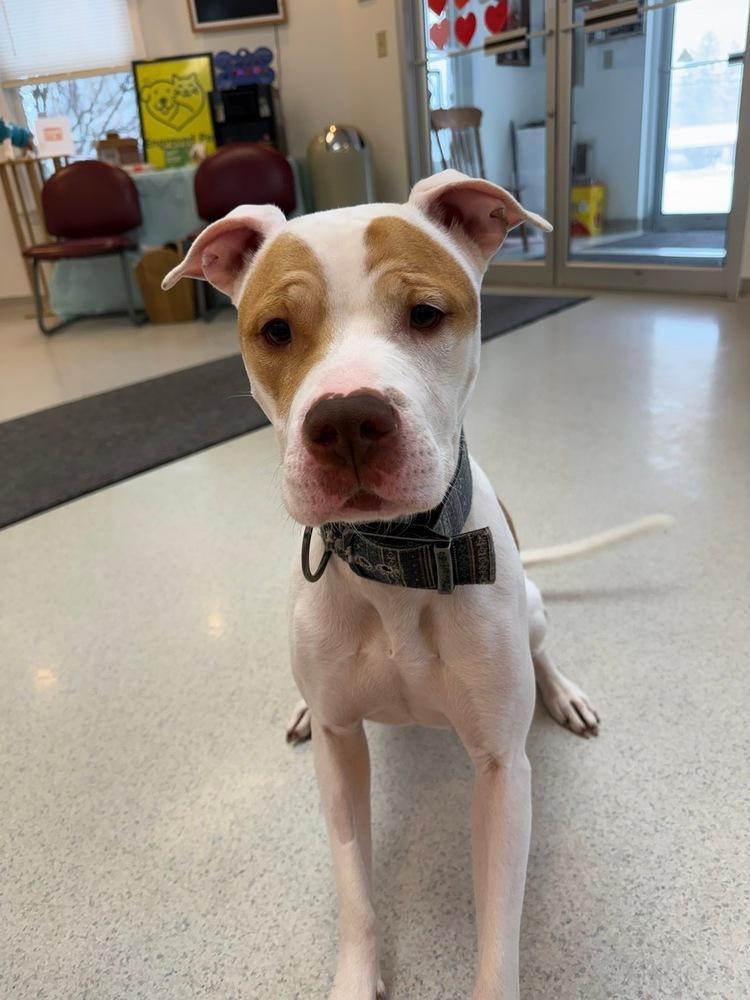 Enlarge Fern, a Adoptable Pit Bull Terrier in Franklin, PA image 1/5
