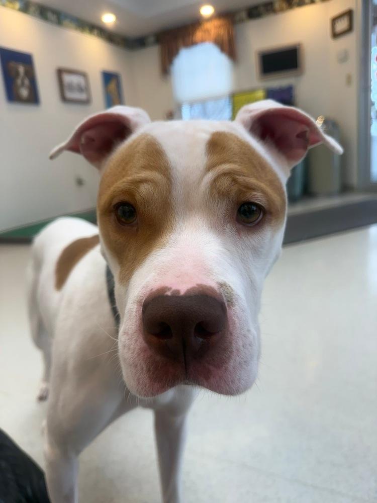Enlarge Fern, a Adoptable Pit Bull Terrier in Franklin, PA image 2/5