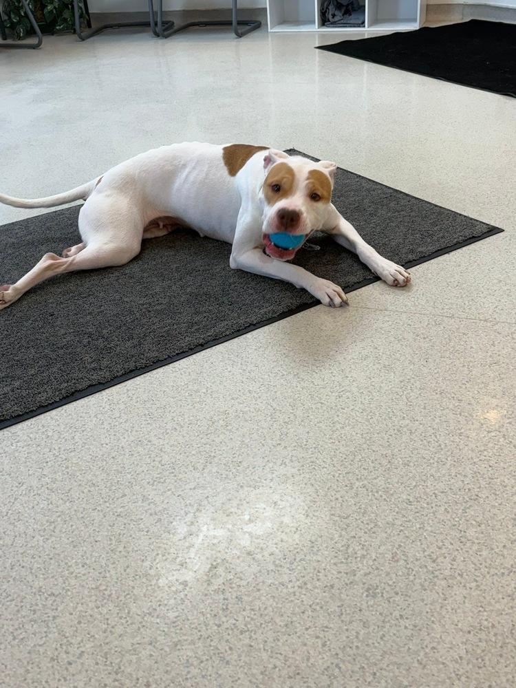 Enlarge Fern, a Adoptable Pit Bull Terrier in Franklin, PA image 3/5