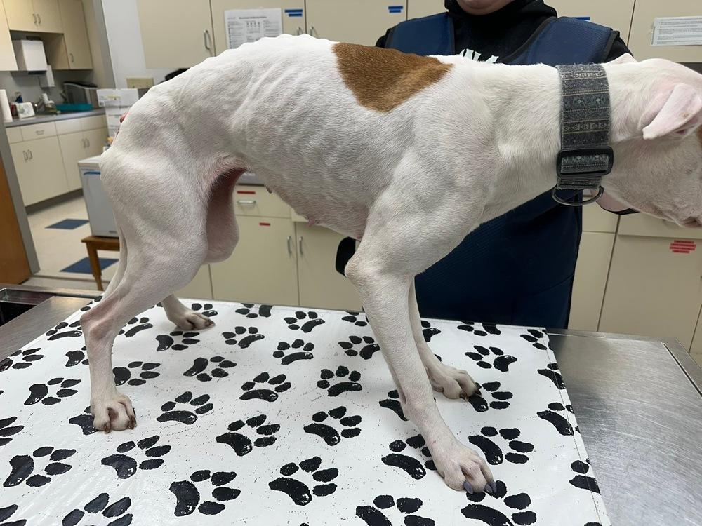 Enlarge Fern, a Adoptable Pit Bull Terrier in Franklin, PA image 4/5