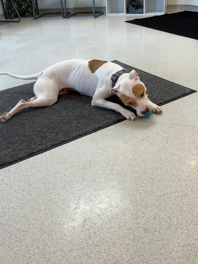 Enlarge Fern, a Adoptable Pit Bull Terrier in Franklin, PA image 5/5