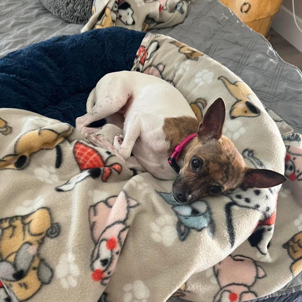 Enlarge Kacey, a Adoptable mixed breed in Las Vegas, NV image 1/6