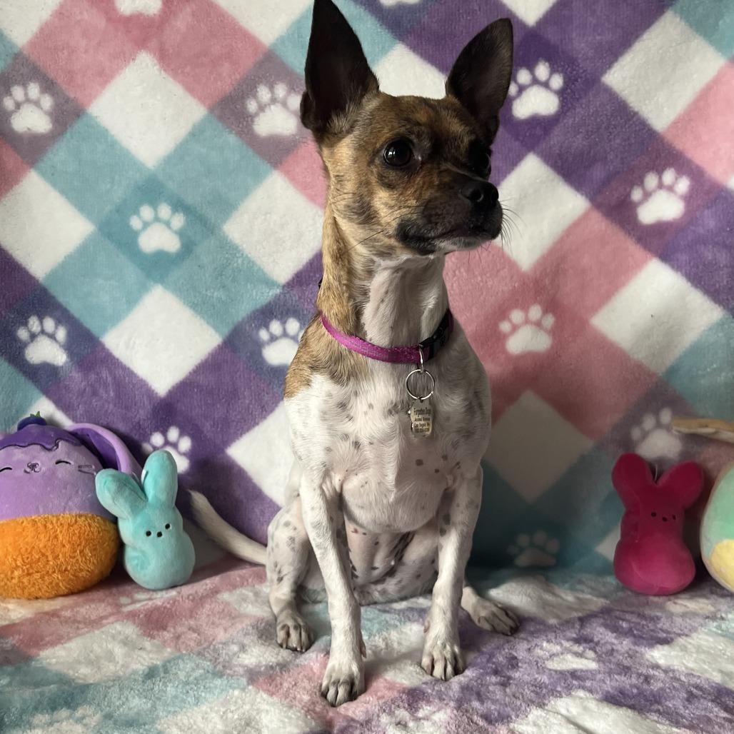 Enlarge Kacey, a Adoptable mixed breed in Las Vegas, NV image 2/6