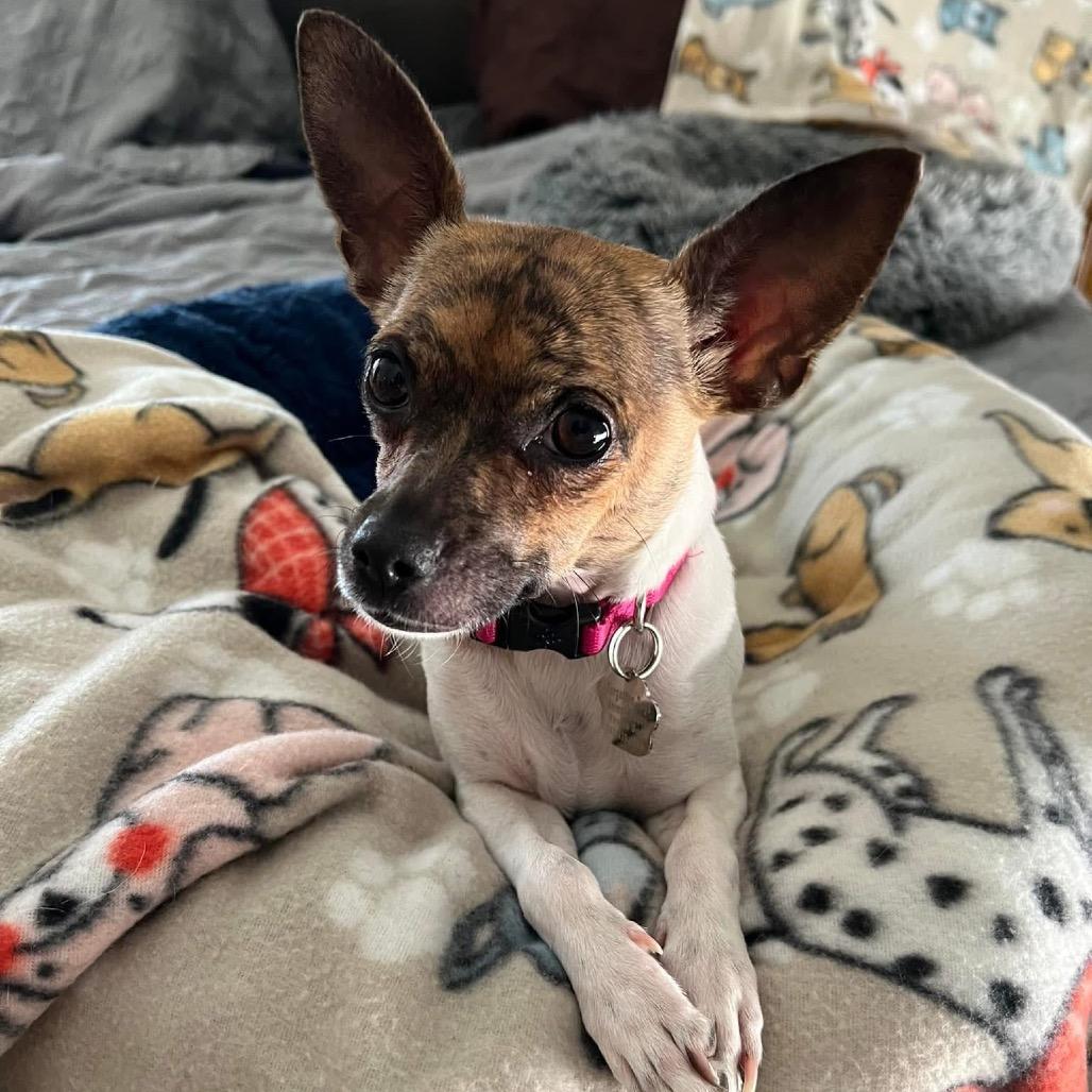 Enlarge Kacey, a Adoptable mixed breed in Las Vegas, NV image 3/6