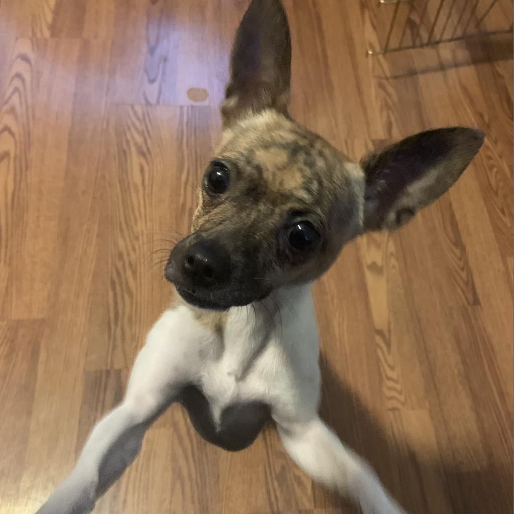 Enlarge Kacey, a Adoptable mixed breed in Las Vegas, NV image 4/6