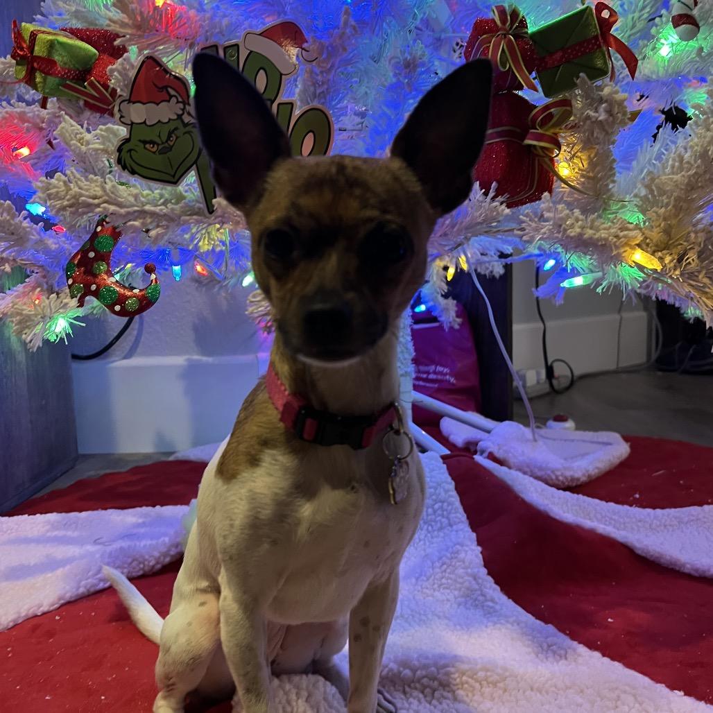 Enlarge Kacey, a Adoptable mixed breed in Las Vegas, NV image 5/6