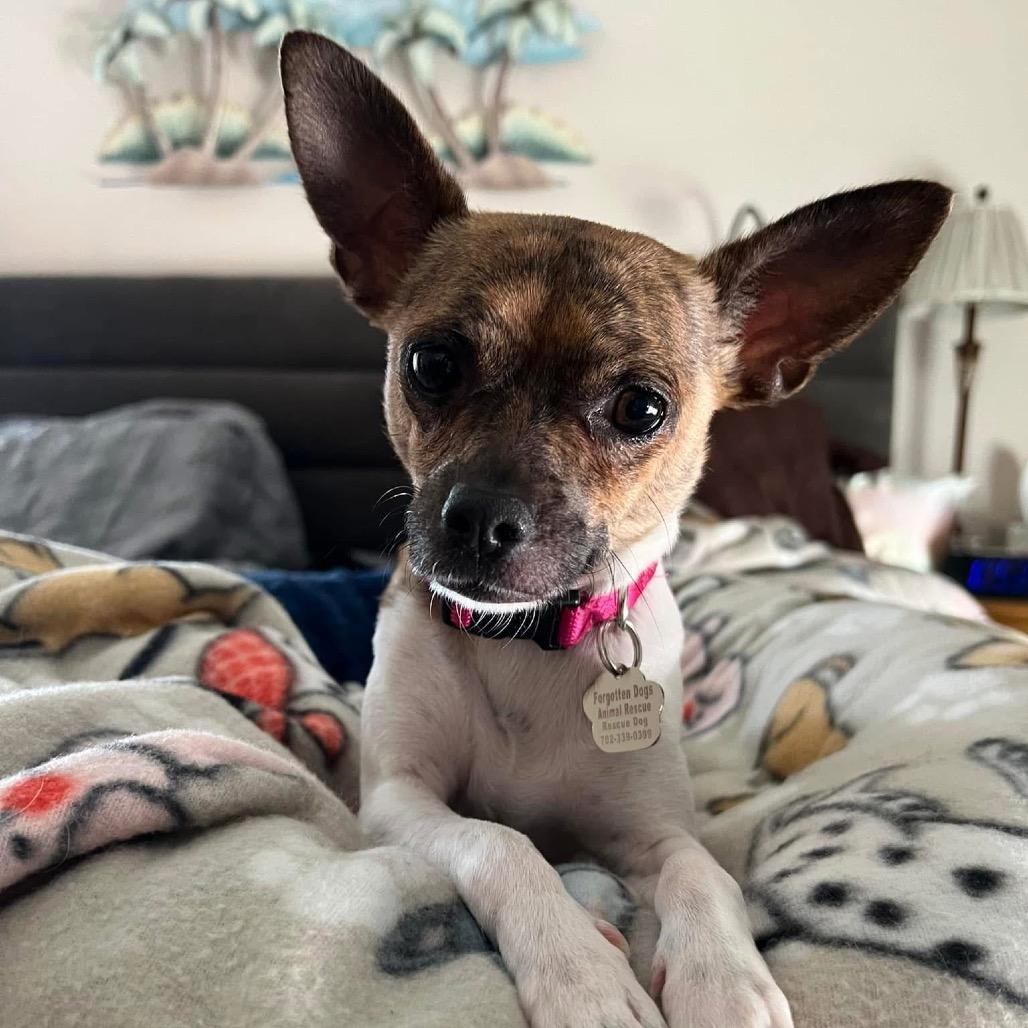 Enlarge Kacey, a Adoptable mixed breed in Las Vegas, NV image 6/6