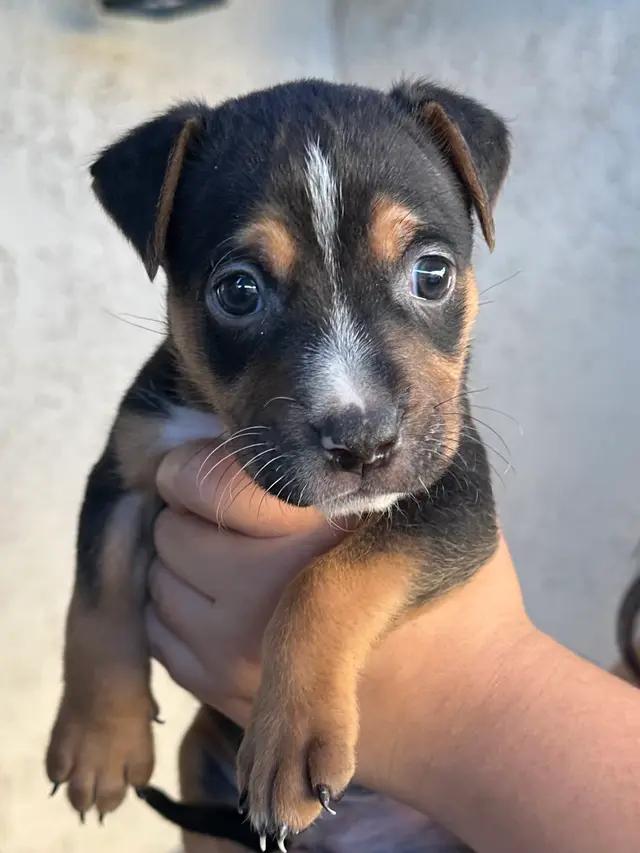 Poulsbo Humane Society Dogs for Adoption: Find Your Furry Friend