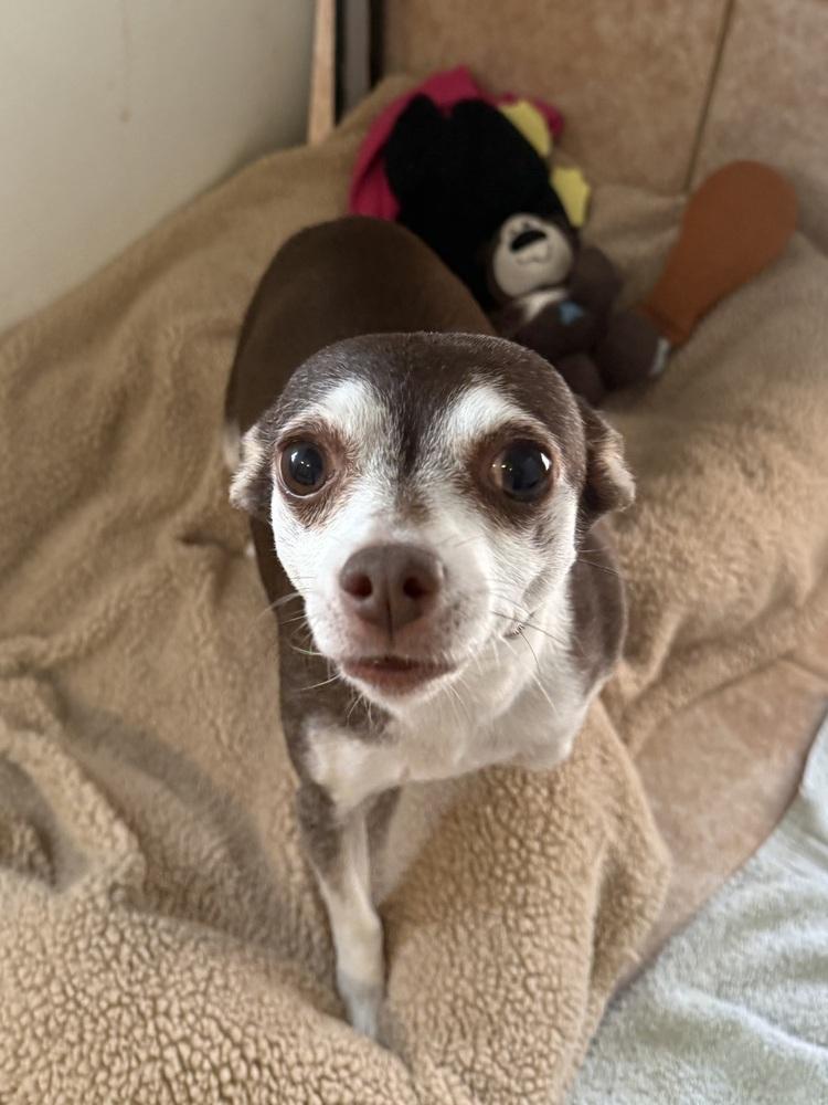 Cici, a Adoptable Chihuahua in Osgood, IN image 1/2