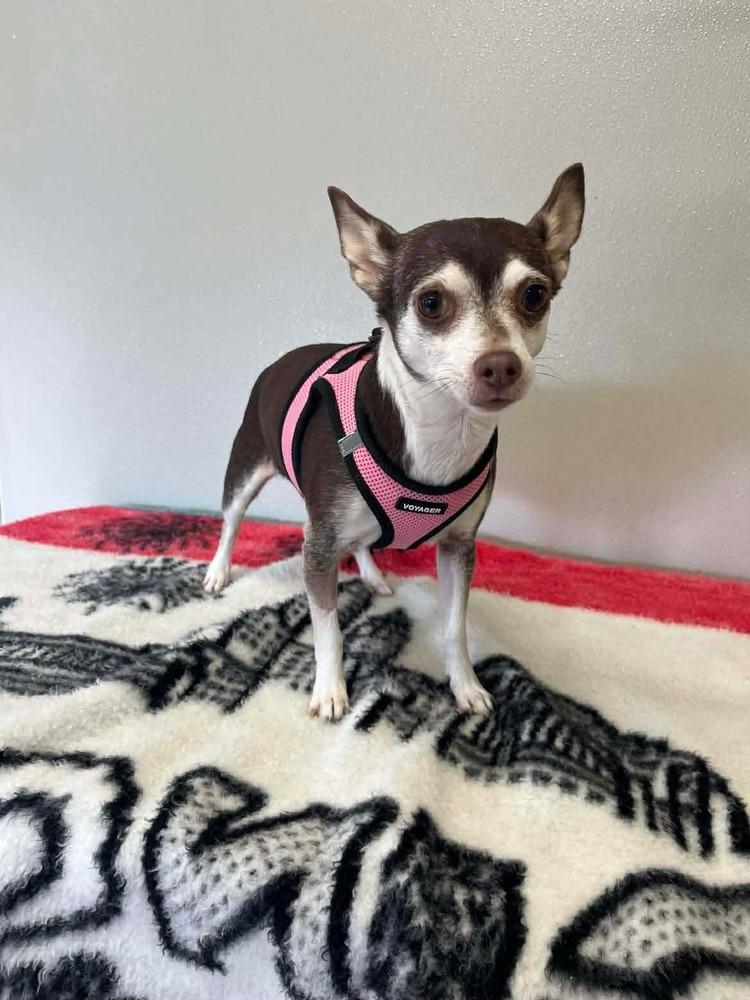 Cici, a Adoptable Chihuahua in Osgood, IN image 2/2