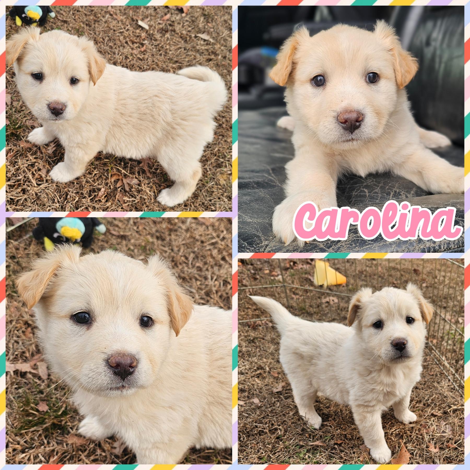 Enlarge Carolina, an adopted mixed breed in Blacksburg, SC image 1/1