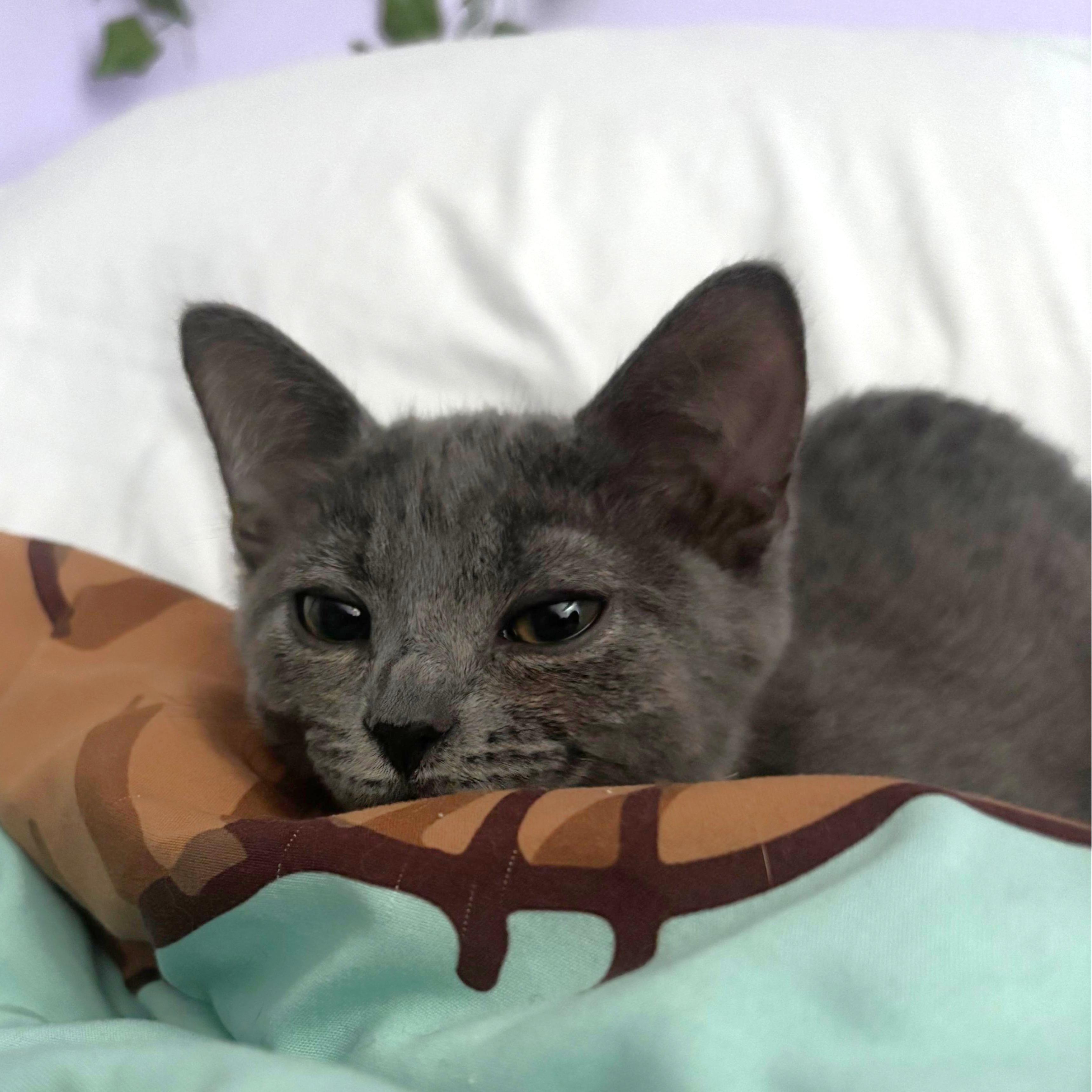Enlarge TERIYAKI, a Adoptable mixed breed in Columbus, OH image 4/4