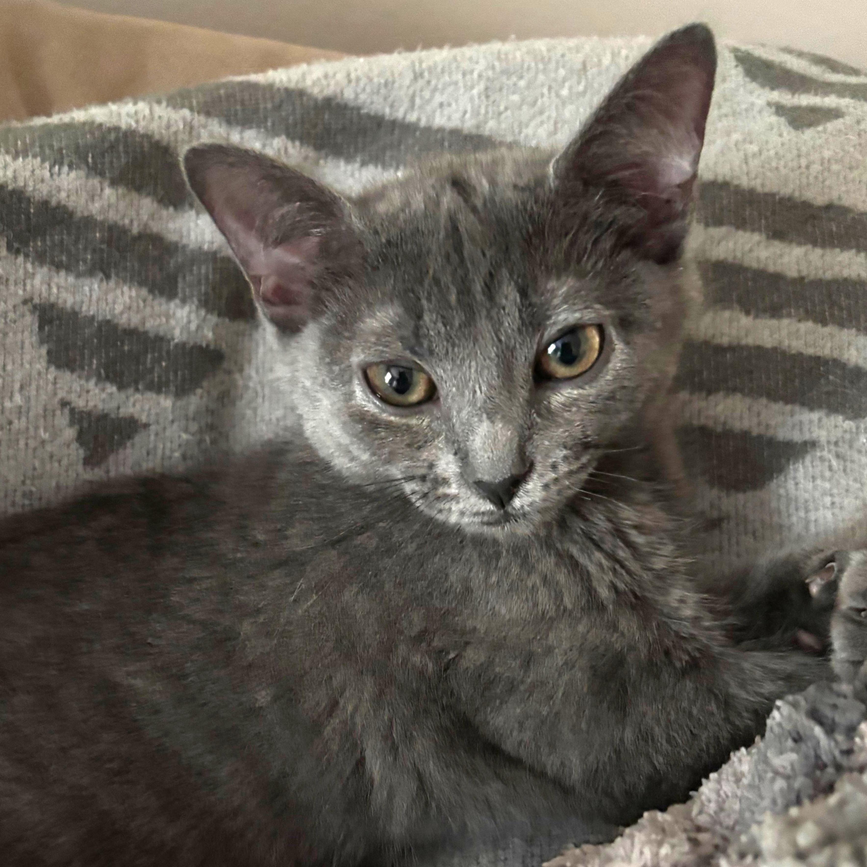 TERIYAKI, Adoptable, Kitten Female Russian Blue & Domestic Short Hair.