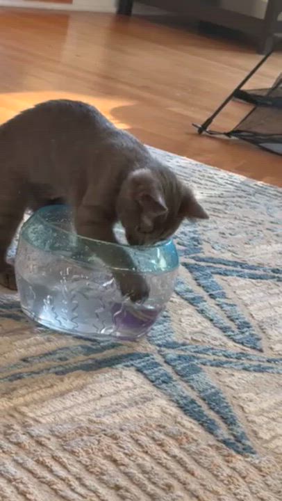 Enlarge TERIYAKI, a Adoptable mixed breed in Columbus, OH video 3/4