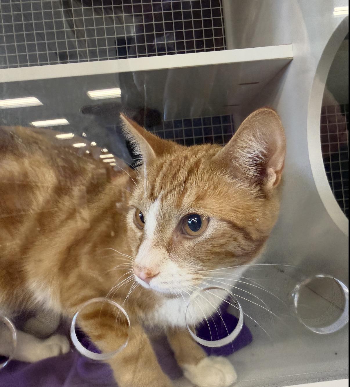 Freddie, an adopted Domestic Short Hair in Oceanside, CA image 1/3