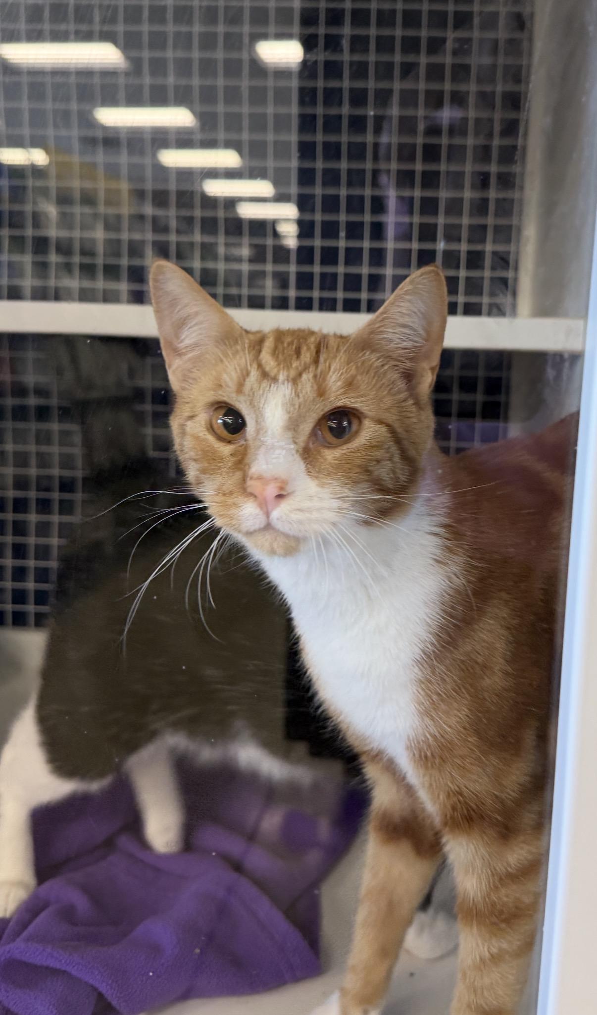 Freddie, an adopted Domestic Short Hair in Oceanside, CA image 2/3