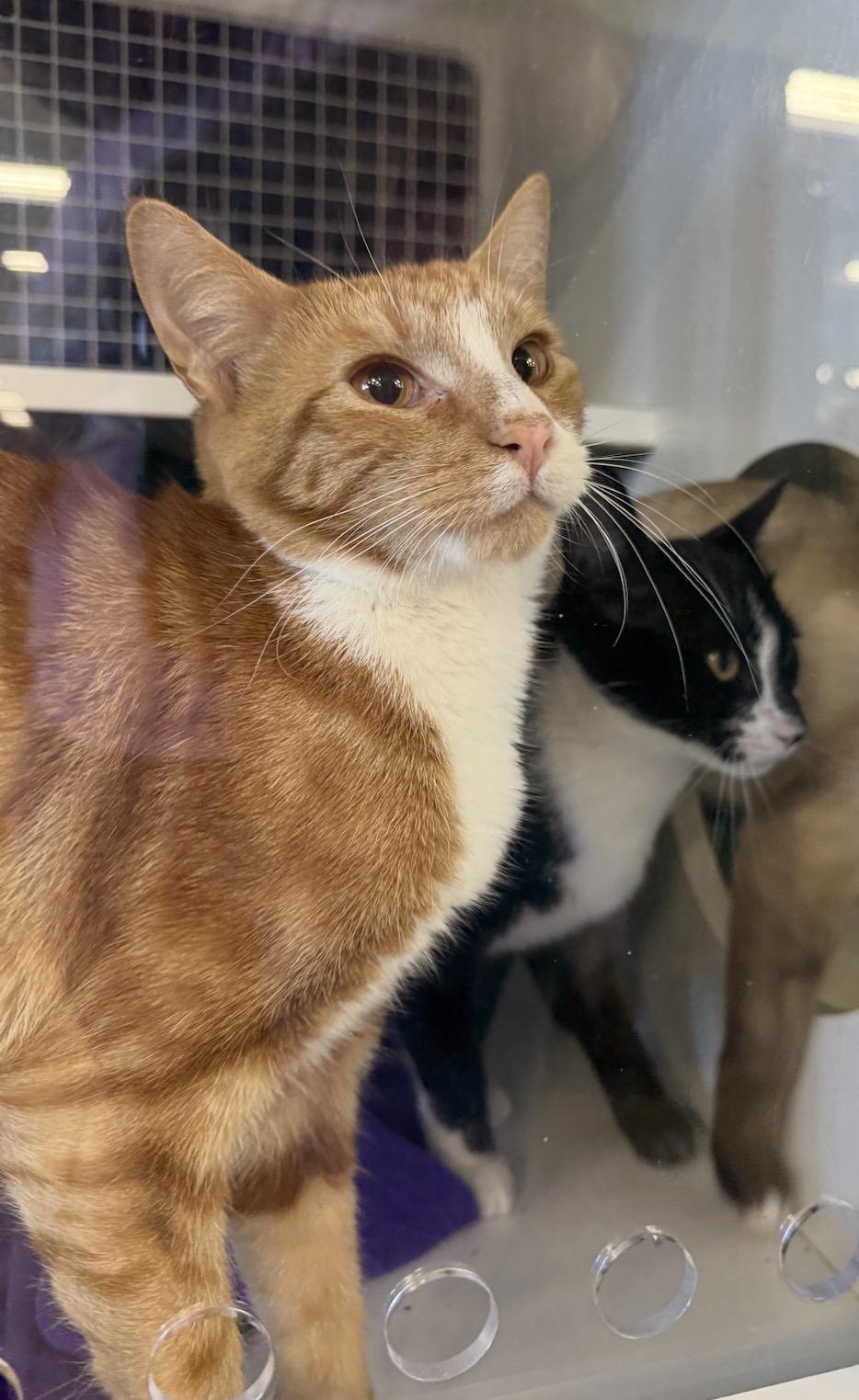 Freddie, an adopted Domestic Short Hair in Oceanside, CA image 3/3