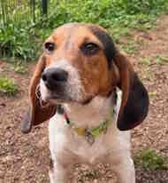 Wayne, adopted, Puppy Male Beagle.